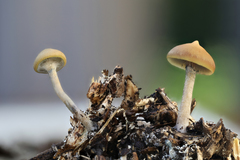 Psilocybe subaeruginosa