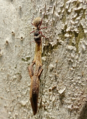 Camponotus erinaceus