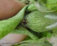 Hyperaspis esmeraldas