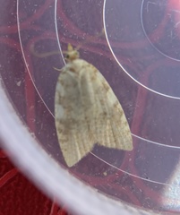 Aleimma loeflingiana