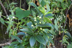 Euonymus carnosus