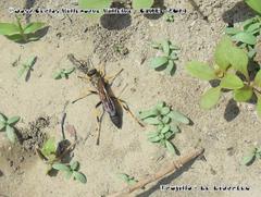 Sceliphron caementarium