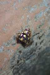 Simaethina