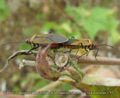 Dysdercus peruvianus