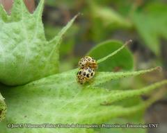 Psyllobora confluens