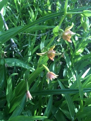 Epipactis gigantea