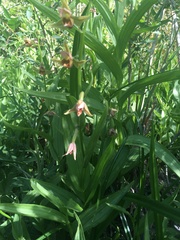 Epipactis gigantea