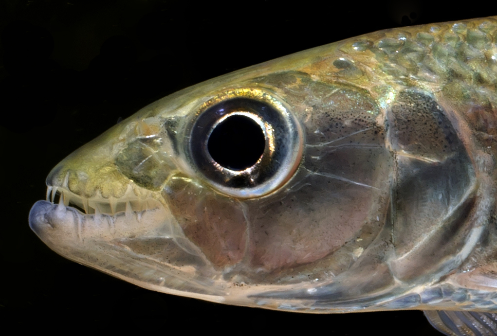 Tiger Fish