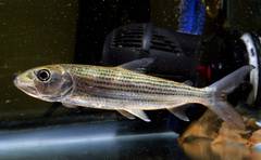 Tiger Fish photo 2