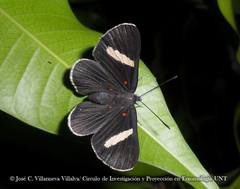 Melanis leucophlegma