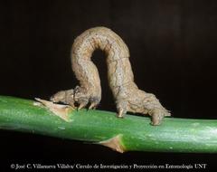 Sabulodes