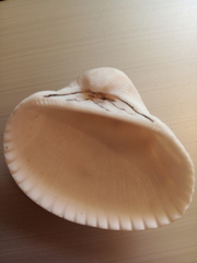 Anadara kagoshimensis