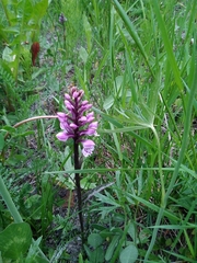 Dactylorhiza maculata
