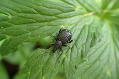 Otiorhynchus gemmatus