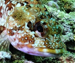 Sebastiscus marmoratus