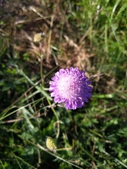 Knautia arvensis