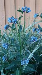 Symphytum × uplandicum