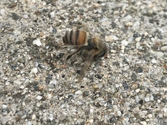 Apis mellifera