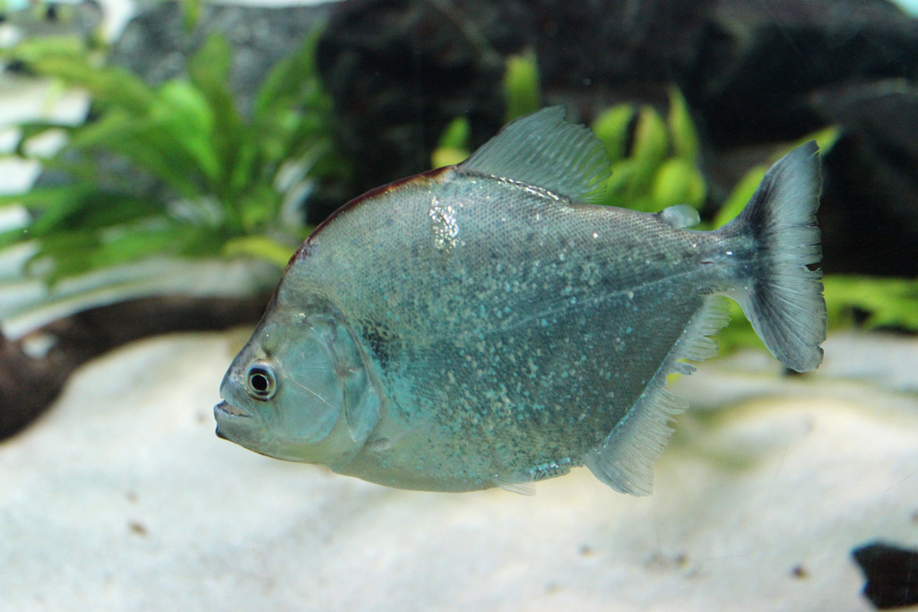 Violet Line Piranha