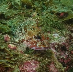 Sebastiscus marmoratus