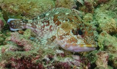 Sebastiscus marmoratus