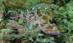 Sebastiscus marmoratus