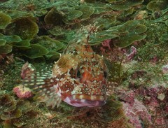 Sebastiscus marmoratus