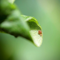 Haemaphysalis longicornis