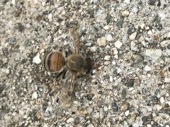 Apis mellifera