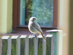 Phoenicurus ochruros