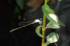 Agriocnemis femina oryzae