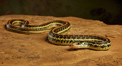 Thamnophis sirtalis annectens
