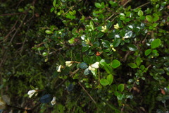Ligustrum morrisonense