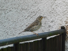 Turdus philomelos
