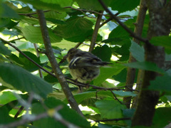 Fringilla coelebs