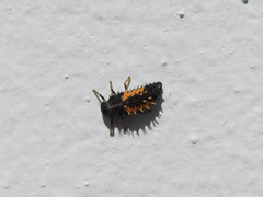 Harmonia axyridis