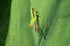 Gesonula punctifrons