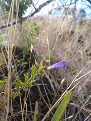 Scutellaria antirrhinoides
