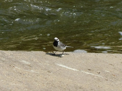 Motacilla alba