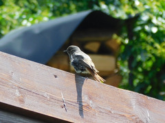 Phoenicurus ochruros