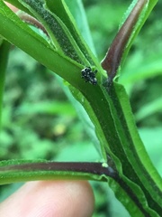 Cylindrocopturus quercus