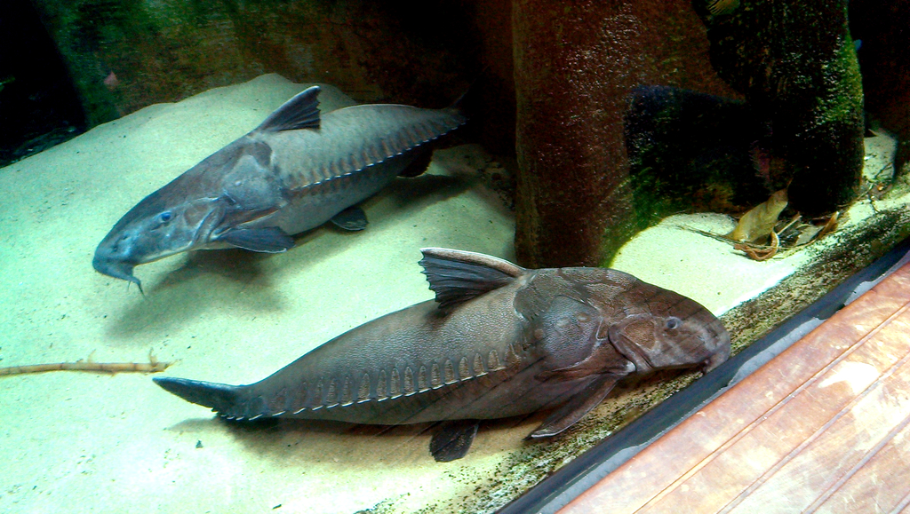 ripsaw catfish (Oxydoras niger) · iNaturalist