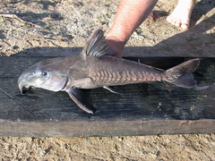 Thorny Catfish photo 4
