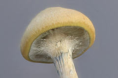 Psilocybe subaeruginosa