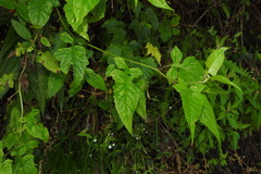 Senecio scandens incisus