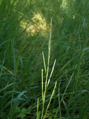 Glyceria declinata