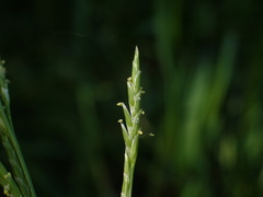 Glyceria declinata