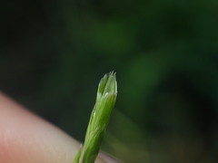 Glyceria declinata