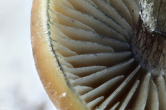 Psilocybe subaeruginosa