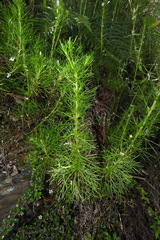 Artemisia morrisonensis